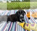 Small #3 Bulldog-Labrador Retriever Mix