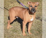 Small #1 American Staffordshire Terrier-Boxer Mix