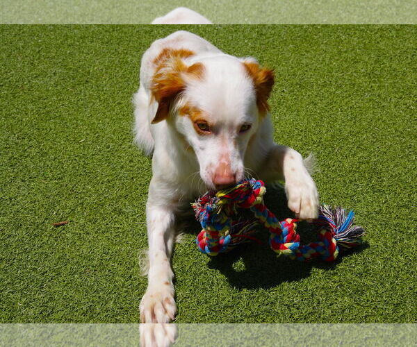 Medium Photo #3 Brittany Puppy For Sale in Curwensville, PA, USA