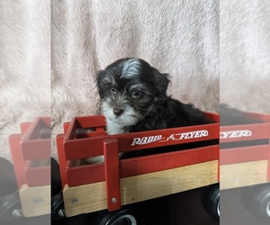 Havanese Litter for sale in SATSUMA, FL, USA