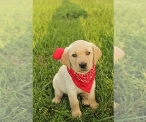 Labrador Retriever Puppy for sale in MAYSVILLE, KY, USA