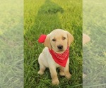 Image preview for Ad Listing. Nickname: Arlo