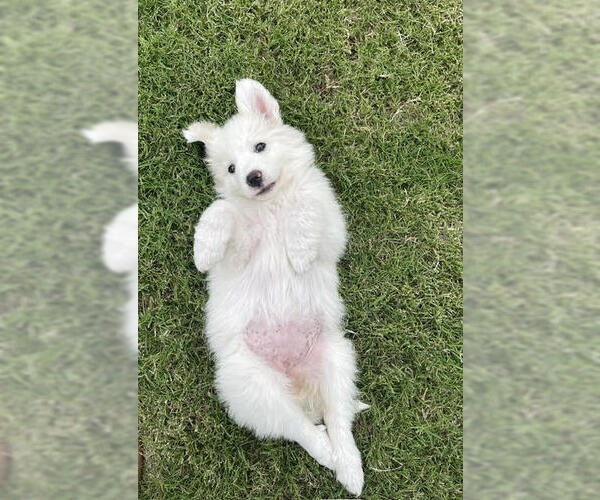 Medium Photo #11 Great Pyrenees Puppy For Sale in Spring, TX, USA