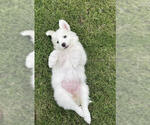 Small #10 Great Pyrenees