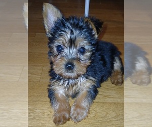 Yorkshire Terrier Puppy for Sale in BURLINGTON, Massachusetts USA