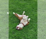 Small #27 American Pit Bull Terrier Mix