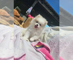 Medium Pomeranian