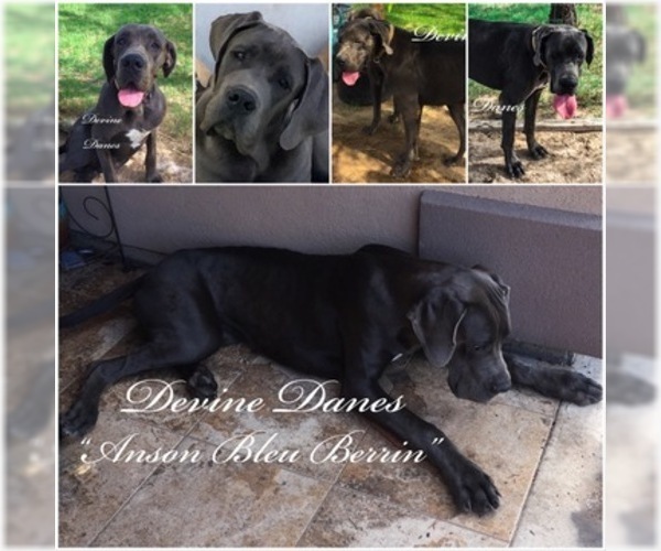 Medium Photo #1 Great Dane Puppy For Sale in DEVINE, TX, USA