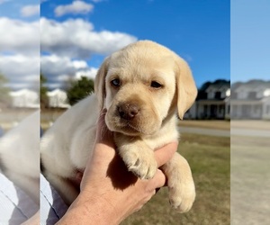 Labrador Retriever Puppy for sale in CLAYTON, NC, USA
