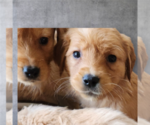 Small Photo #1 Golden Retriever Puppy For Sale in BATH, NY, USA