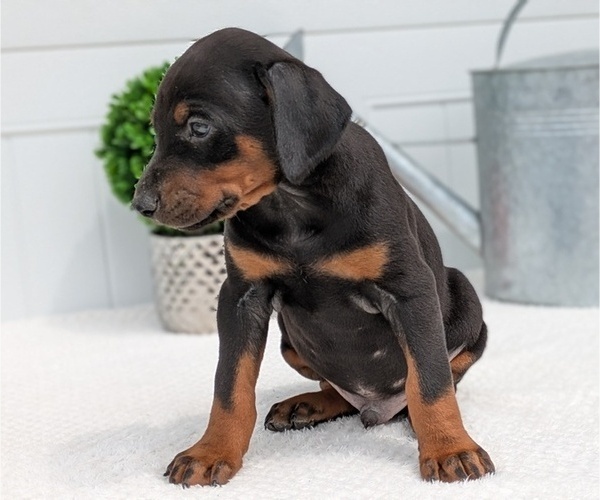 Medium Photo #6 Doberman Pinscher Puppy For Sale in GOSHEN, IN, USA