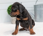 Small Photo #43 Doberman Pinscher Puppy For Sale in GOSHEN, IN, USA