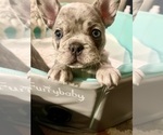 Puppy Puppy 3 French Bulldog
