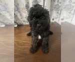 Small #22 Cockapoo
