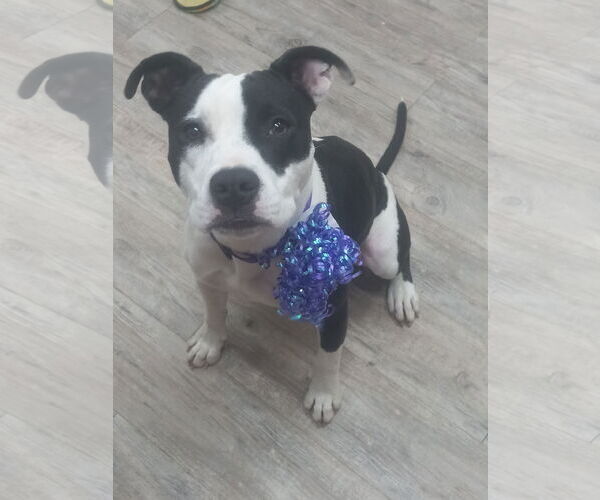 Medium Photo #10 Mutt Puppy For Sale in Murfreesboro, NC, USA