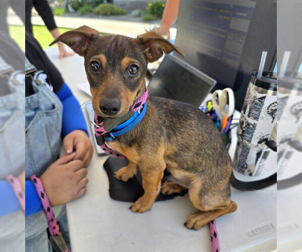 Medium Photo #1 Dachshund-Unknown Mix Puppy For Sale in Long Beach, CA, USA