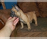 Small Photo #3 French Bulldog Puppy For Sale in GRANDVIEW, WA, USA