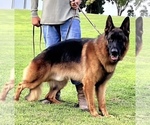 Small Photo #1 German Shepherd Dog Puppy For Sale in MESA, AZ, USA