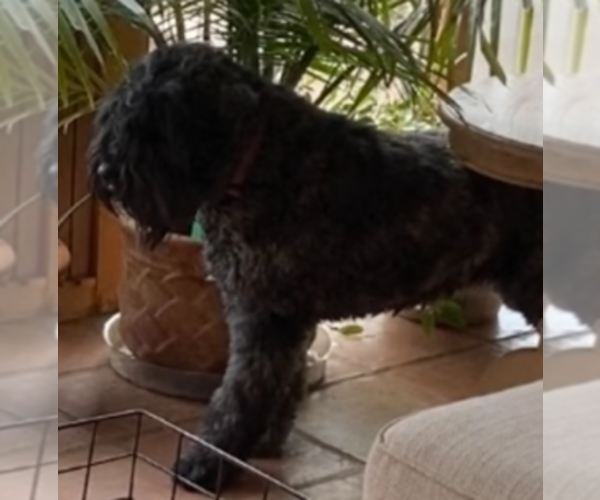 Medium Photo #13 Bouvier Des Flandres Puppy For Sale in BLANCO, TX, USA