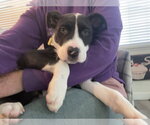 Small #4 American Pit Bull Terrier Mix
