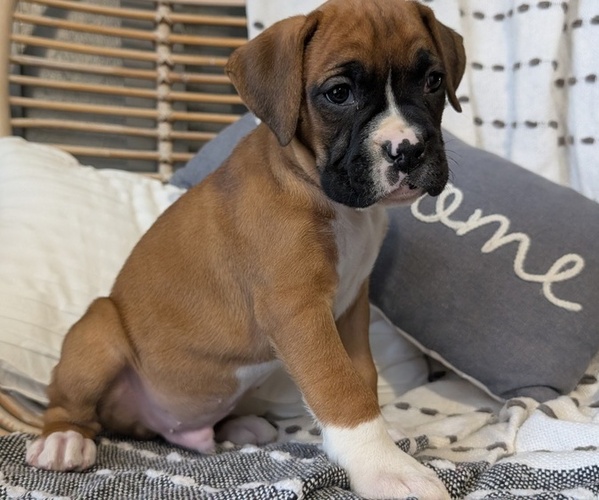 Medium Photo #13 Boxer Puppy For Sale in GOSHEN, IN, USA