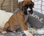 Small Photo #50 Boxer Puppy For Sale in GOSHEN, IN, USA
