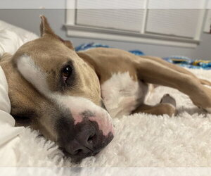 Eliana - Female American Pit Bull Terrier-Unknown Mix Dog for Adoption - Photo #4