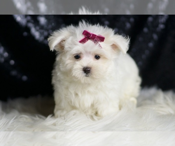 Medium Photo #3 Maltese Puppy For Sale in WARSAW, IN, USA