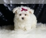 Small #2 Maltese