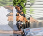 Puppy Red collar Doberman Pinscher