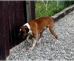 Small #5 Boxer