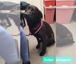 Small #1 Labrador Retriever