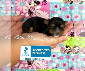 Yorkshire Terrier Puppy for sale in WINNSBORO, LA, USA