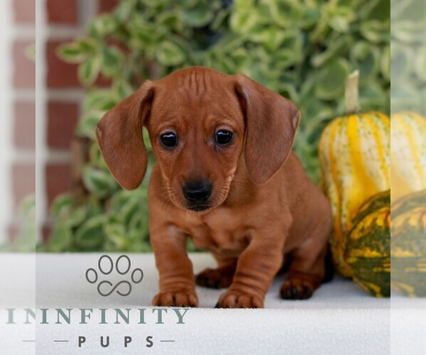 Medium Photo #1 Dachshund Puppy For Sale in EPHRATA, PA, USA