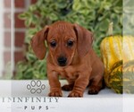 Image preview for Ad Listing. Nickname: Butterscotch