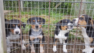 Texas Heeler Puppy for sale in IRVONA, PA, USA