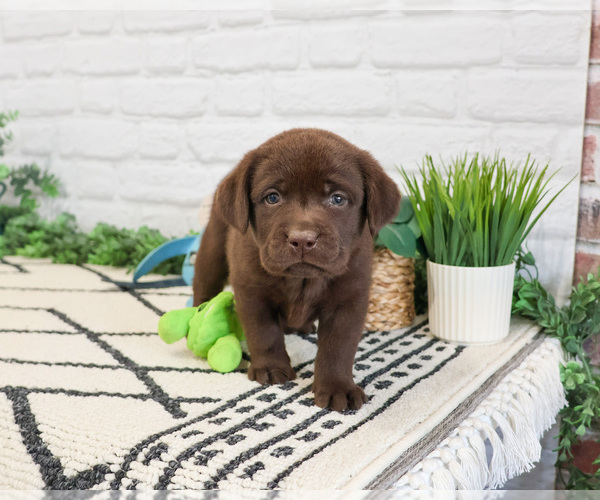 Medium Photo #1 Labrador Retriever Puppy For Sale in SYRACUSE, IN, USA