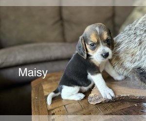 Beagle Puppy for sale in FORDLAND, MO, USA
