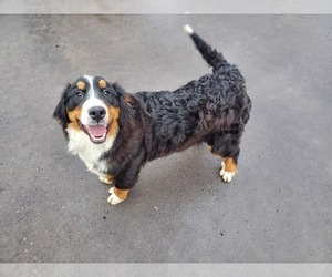 Bernese Mountain Dog Puppy for sale in BLACK FOREST, CO, USA