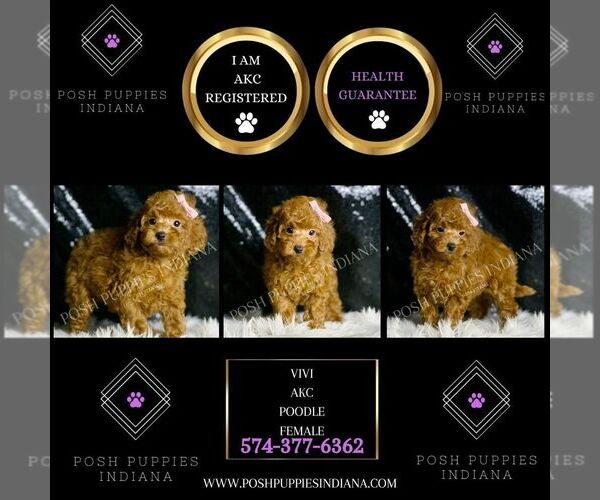 Medium Photo #5 Poodle (Toy) Puppy For Sale in WARSAW, IN, USA