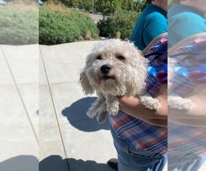 Maltese Dogs for adoption in Tracy, CA, USA