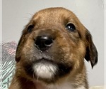 Small Photo #9 Boxweiler Puppy For Sale in CULLMAN, AL, USA