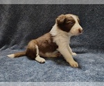 Small Photo #228 Border Collie Puppy For Sale in NORBORNE, MO, USA