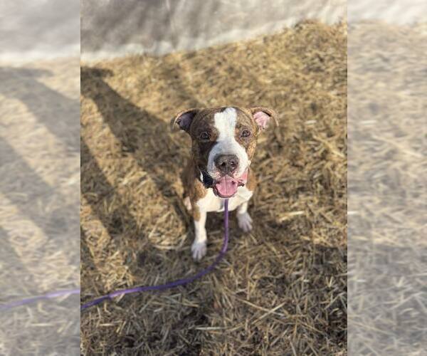 Medium Photo #2 Mutt Puppy For Sale in Crete, IL, USA