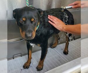 Mutt Dogs for adoption in Ventura, CA, USA