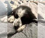 Small #3 Great Pyrenees Mix
