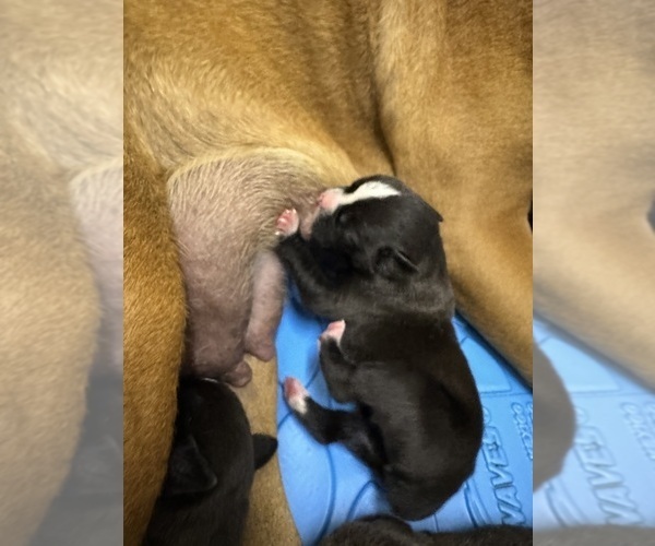 Medium Photo #8 Boxer Puppy For Sale in NEW LONDON, IA, USA