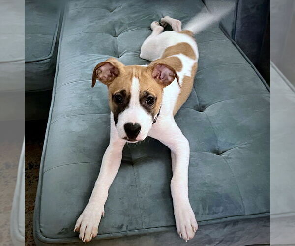 Medium Photo #2 Rat Terrier-Unknown Mix Puppy For Sale in Atlanta, GA, USA