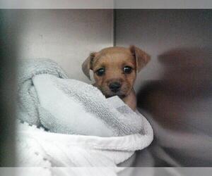 Chihuahua Dogs for adoption in Oklahoma City, OK, USA