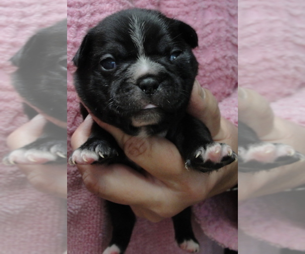 Medium Photo #4 Faux Frenchbo Bulldog Puppy For Sale in ALTOONA, KS, USA